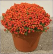 NERTERA *10 TOHUM thumbnail 2