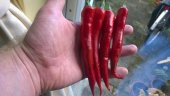 MYANMAR BİBERİ* (wiang ping pepper) thumbnail 1