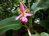 MUZ TOHUMU (Musa ornata) - 1