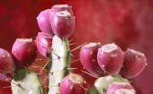 opuntia Hint inciri tohumu (Opuntia bonsai) thumbnail 2
