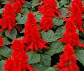 SALVİA RED ATEŞ ÇİÇEĞİ TOHUMU - 1