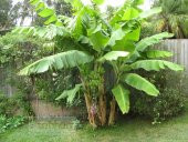 MUZ TOHUMU(Mysore banana) thumbnail 1