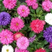 SARAY PATI ÇİÇEĞİ TOHUMU thumbnail 1