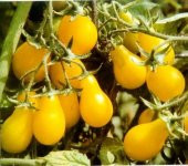 SARI AMPUL CHERRY DOMATES - 2