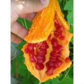 Tohhum Dev Kudret Narı * 10 Tohum [Tohhum Ev Bahçe] thumbnail 2