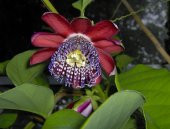 PASSİFLORA ALATA *5 ADET TOHUM - 1