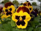 SARI HERCAİ MENEKŞE TOHUM+SAKSI+TOPRAK thumbnail 2