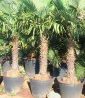 PALMİYE TOHUMU* (BODUR CİNS) thumbnail 2