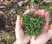 Tohhum Dağ Kekiği Tohumu, Saksı ve Toprak Seti thumbnail 2