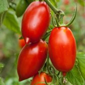 Tohhum Amish Paste Domates 15 Tohum - 1