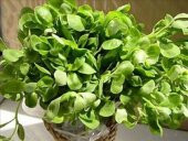 SEMİZOTU* 3000+ TOHUM - 1