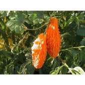 Tohhum Dev Kudret Narı * 10 Tohum [Tohhum Ev Bahçe] thumbnail 1