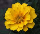 SARI KADİFE ÇİÇEĞİ 25+TOHUM thumbnail 1