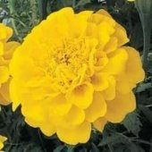 SARI KADİFE ÇİÇEĞİ 25+TOHUM thumbnail 2