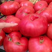 PEMBE DEV BULGAR DOMATESİ thumbnail 1