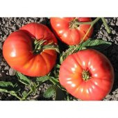 Tohhum Lübnan Ömer Domatesi (OmarS Lebanese) 15 Tohum - 1