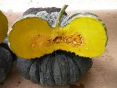 SİYAH BAL KABAĞI* 5 ADET TOHUM - 1