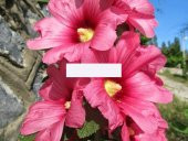 PEMBE HATMİ ÇİÇEĞİ TOHUMU thumbnail 1