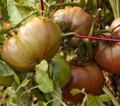 SİYAH CHEROKEE DOMATES TOHUMU thumbnail 2