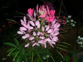 PEMBE KLEOM ÇİÇEĞİ*(Cleome Reine Rose) - 1