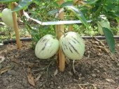 Tohhum Saksıya Uygun Pepino Tohumu thumbnail 1