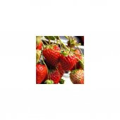 Tohhum Sarkan Yediveren Çilek Tohumu 25 Tohum thumbnail 1