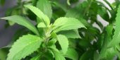 Stevia şeker otu tohumu - 1