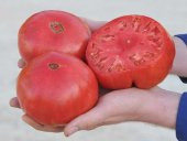 PONDEROSA DOMATES TOHUMU - 1