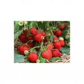 Tohhum Sarkan Yediveren Çilek Tohumu 25 Tohum thumbnail 2