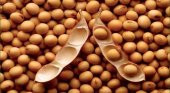 SOYA FASULYESİ TOHUMU - 2