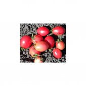 Tohhum Tayland Pembe Domates (Thai Sida Pink) 15 Tohum - 1