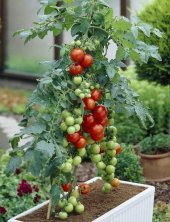 Totem Cherry Domates Tohumu [Tohhum Ev Bahçe] thumbnail 1