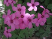 SÜS YONCASI TOHUMU 500+ TOHUM - 1