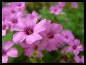 SÜS YONCASI TOHUMU 500+ TOHUM+SAKSI+TOPRAK - 1