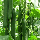 Uzun Bulgaristan Salatalığı Tohumu - 1