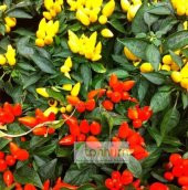 SÜS BİBERİ TOHUMU thumbnail 2