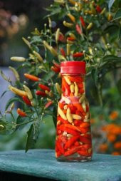 TABASCO ACI BİBER 10+ TOHUM thumbnail 2