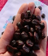 TAMARİND* 4 ADET TOHUM thumbnail 2