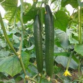 Uzun Bulgaristan Salatalığı Tohumu - 2