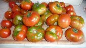 YAYLA DOMATES TOHUMU - 1
