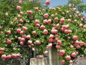 YEDİVEREN SARMAŞIK GÜL TOHUMU - 2