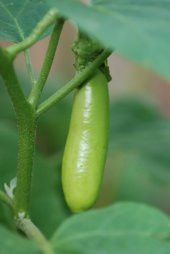 YEŞİL PATLICAN* (THAI EGGPLANT) - 2