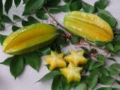 Yıldız meyvesi (Starfruit) carambola tohumu saksı seti thumbnail 2