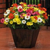 ZİNNİA TOHUMU( zinnia elegans) - 1