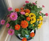 ZİNNİA TOHUMU( zinnia elegans) - 3