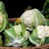 ERKENCİ  BEBEK KARNABAHAR TOHUMU thumbnail 1