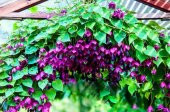 Tohum Dünyam 10 Adet Purple Bell Vine Tohumu - 1
