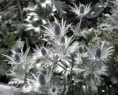 Tohum Dünyam 10 Adet Giant Silver Ghost Sea Holly Tohumu - 1