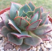 Tohum Dünyam 10 Adet Echeveria Longissima Succulent Tohumu - 1