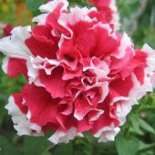 Tohum Dünyam 10 Adet Petunia Pirouette Mix Tohumu - 2